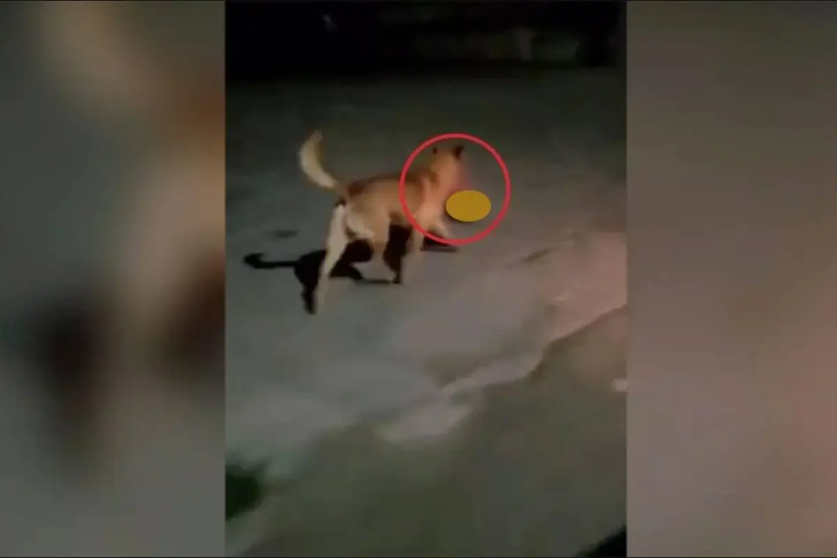 Difunden video de perro con una cabeza humana en el hocico, 