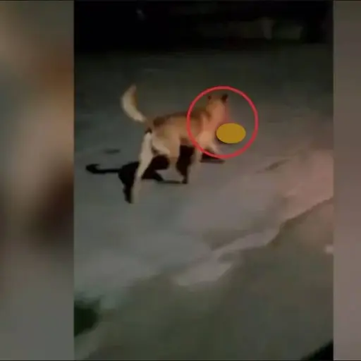 Difunden video de perro con una cabeza humana en el hocico ,