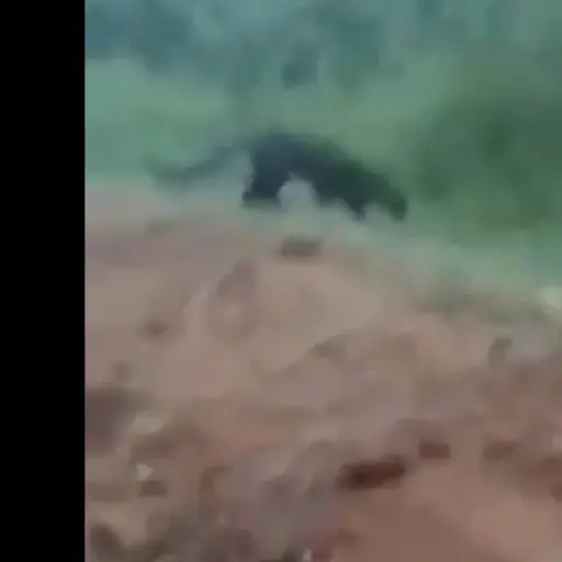 pantera-el-naranjo-mixco-emisoras-unidas ,