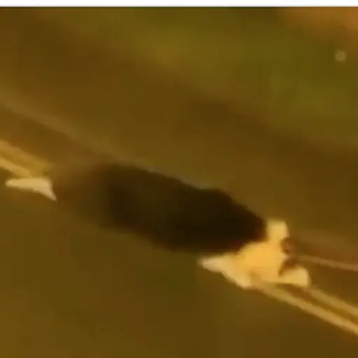 Mujer arrastra a perro amarrado a una moto por carretera ,