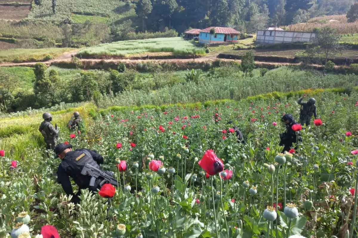 Localizan plantación de amapola en la aldea Tuichán, Ixchiguán. / Foto: PNC