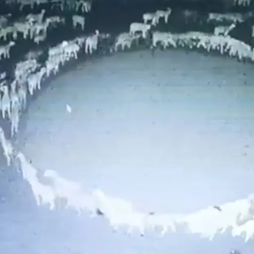 Decenas de ovejas caminan en círculos durante más de 10 días ,