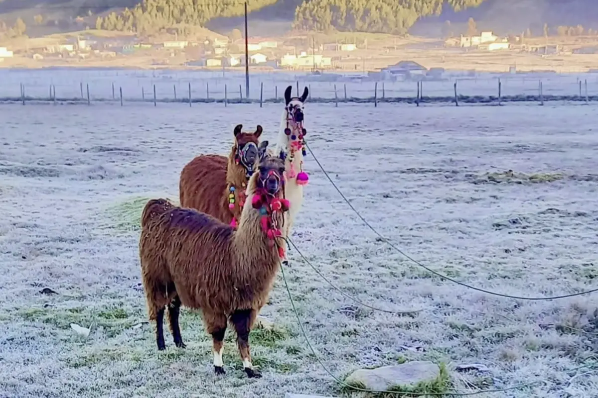 llamas-Guatemala-diciembre-2022.jpg, 