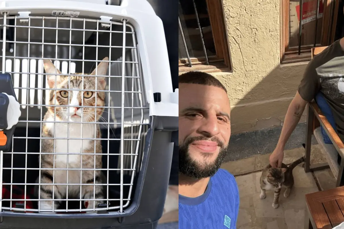 Walker-y-Stones-adoptan-un-gato.png, 