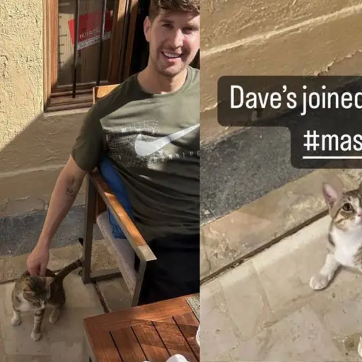 Ingleses adoptan un gato en Qatar ,