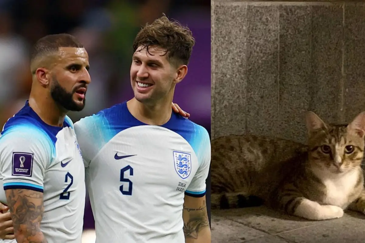 Mundial Qatar 2022 Kyle Walker Stones gato, 