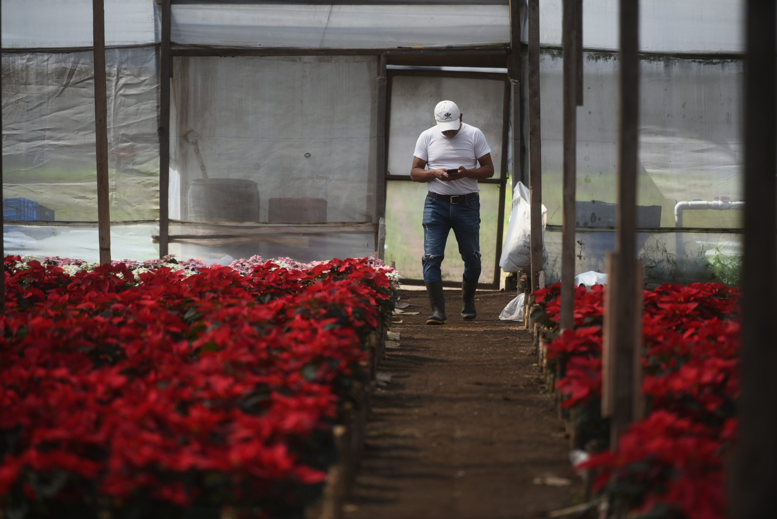 pascuas-guatemala-navidad-emisoras-unidas4 | 