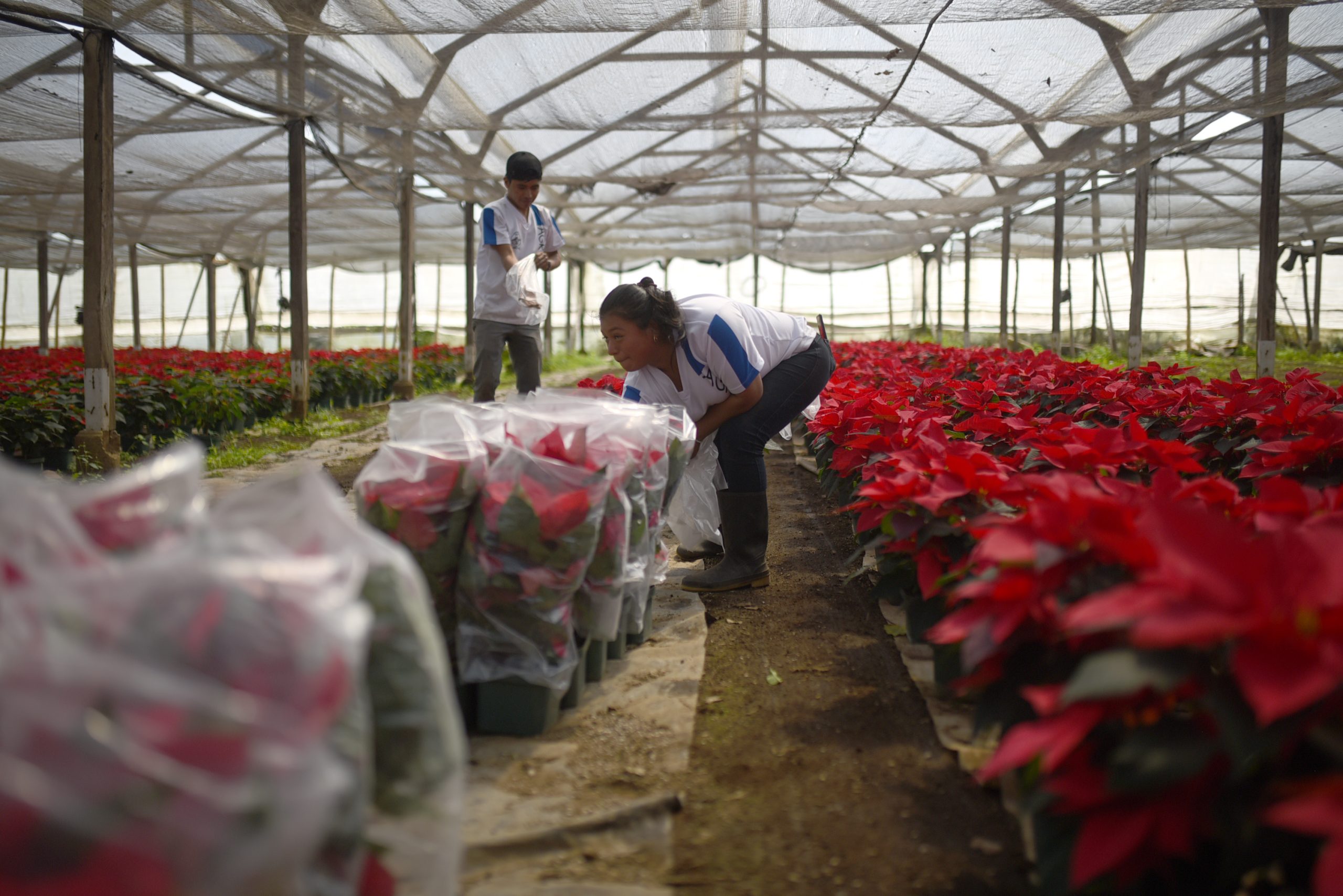 pascuas-guatemala-navidad-emisoras-unidas6 | 