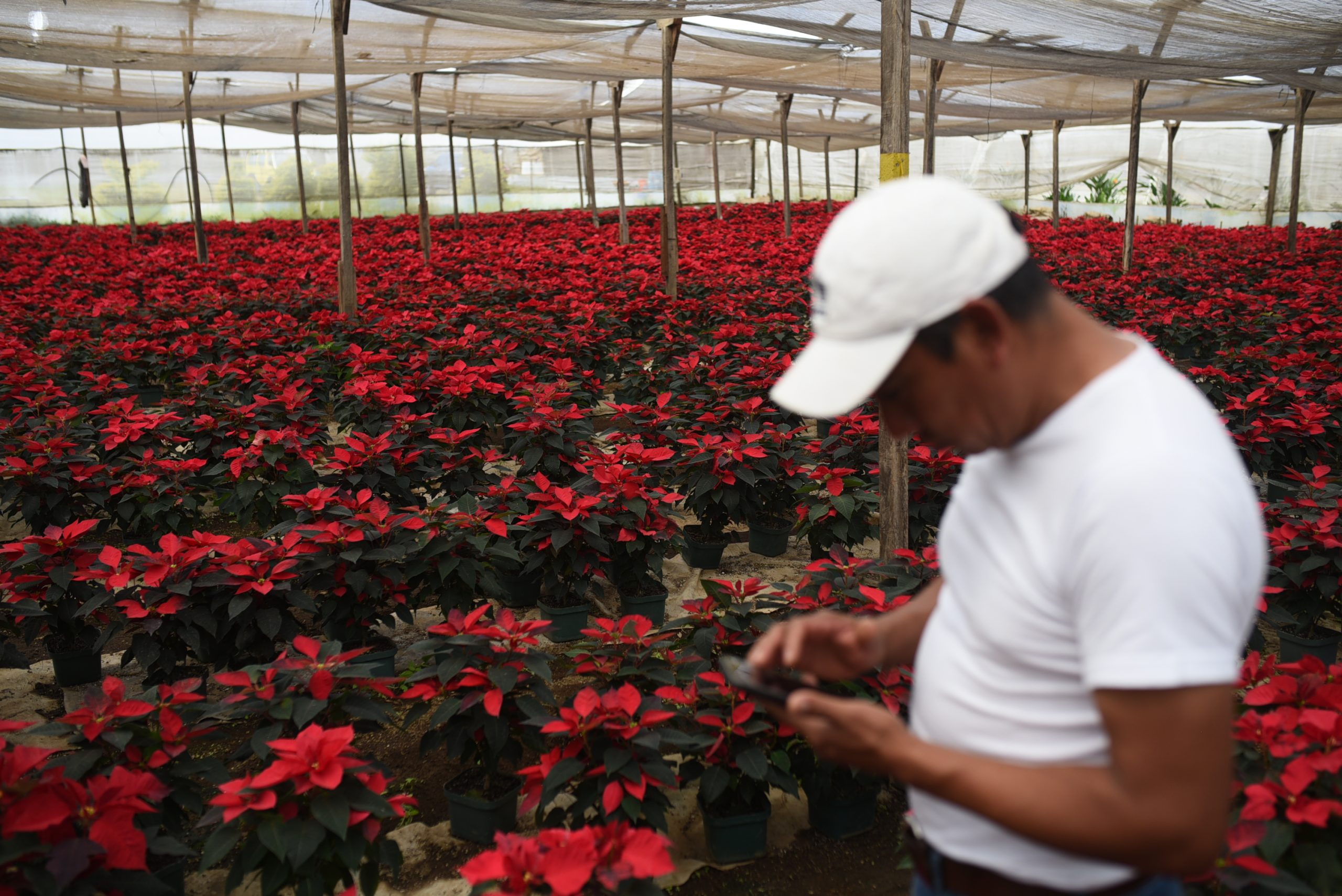 pascuas-guatemala-navidad-emisoras-unidas5 | 