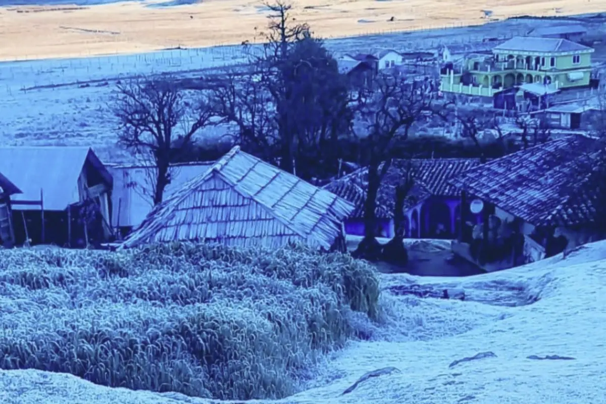 Foto Ovejas y llamas de la Sierra