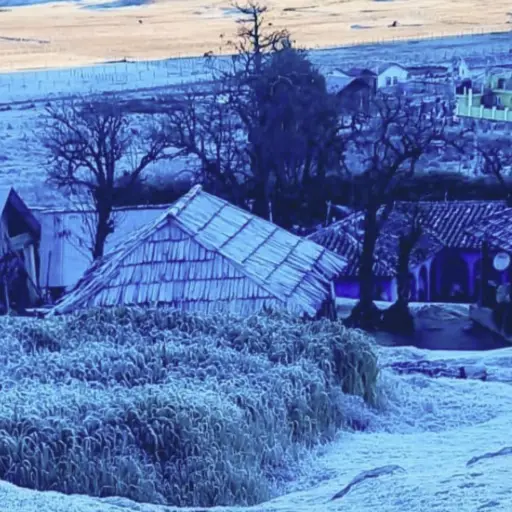 Foto Ovejas y llamas de la Sierra