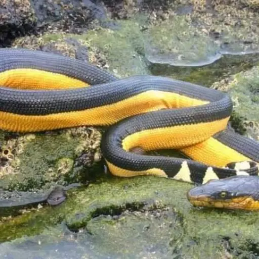 Serpiente marina fue localizada en el Puerto San José. / Foto: PNC