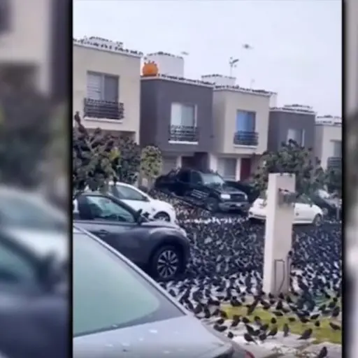 escalofriante video sobre ataque de cientos de cuervos ,