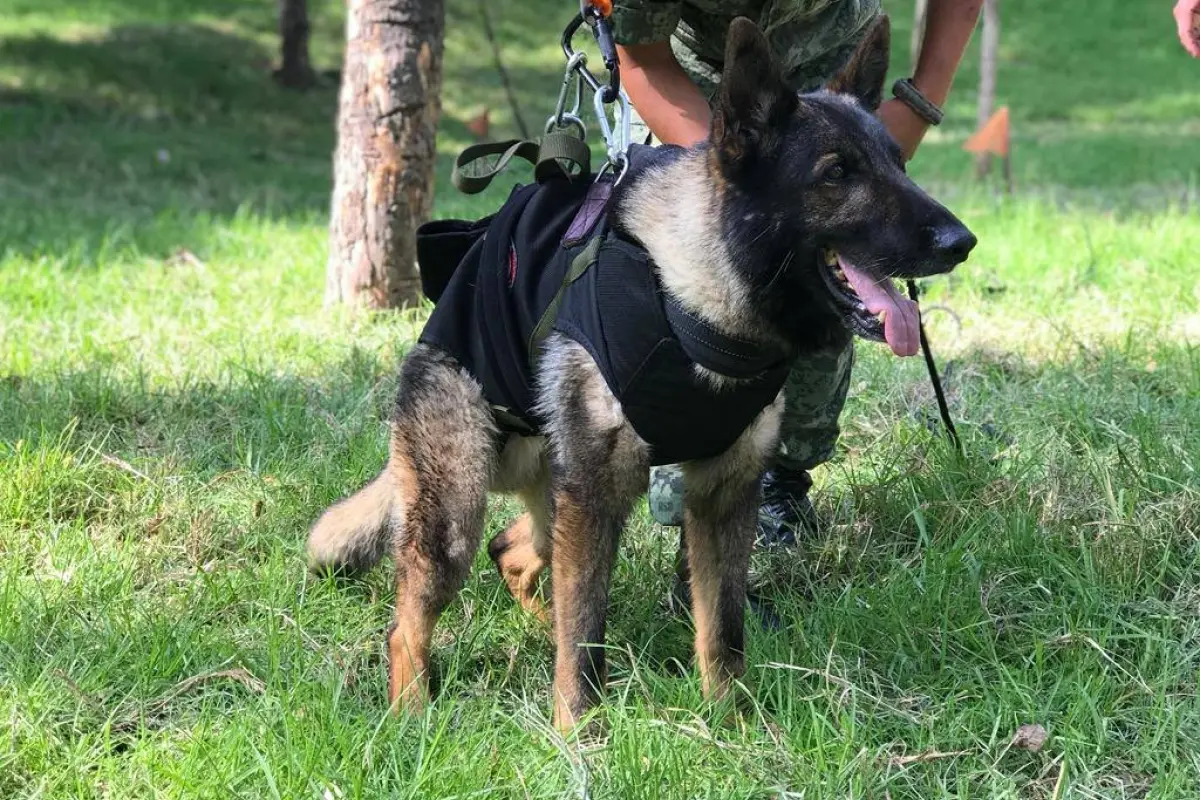 Foto: Secretaría de la Defensa Nacional.