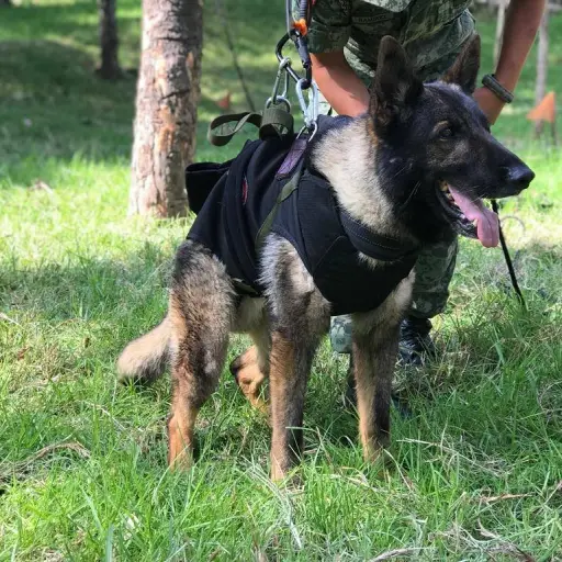 Foto: Secretaría de la Defensa Nacional.