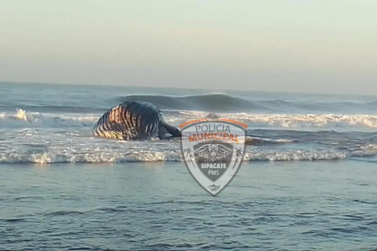 Vecinos-encuentran-a-enorme-ballena-muerta-en-la-playa-de-Sipacate.jpg, 