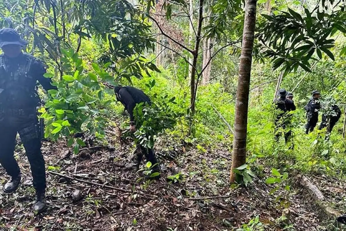 Erradican-más-de-53-mil-459-arbustos-de-hoja-de-coca-en-Alta-Verapaz.jpg, 