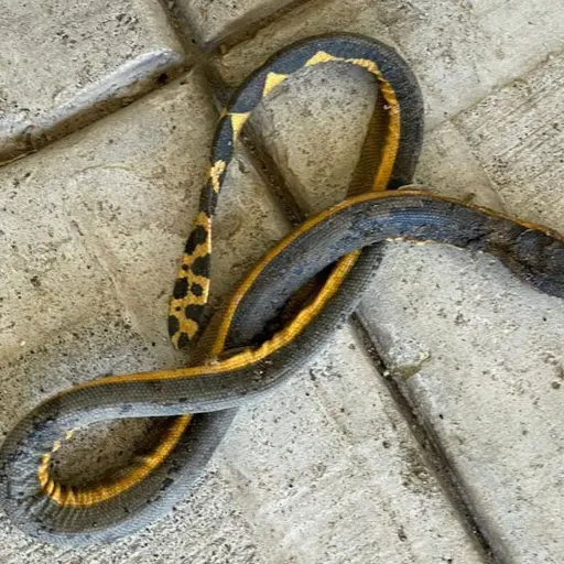 Foto: Identificación serpientes en Guatemala/Facebook. 