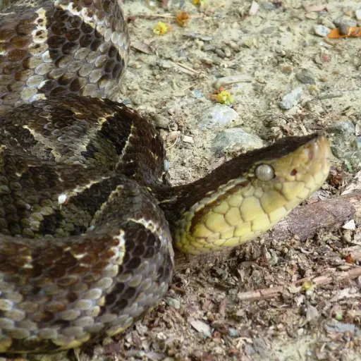 Foto: Pablo Bedrossian/Twitter. 