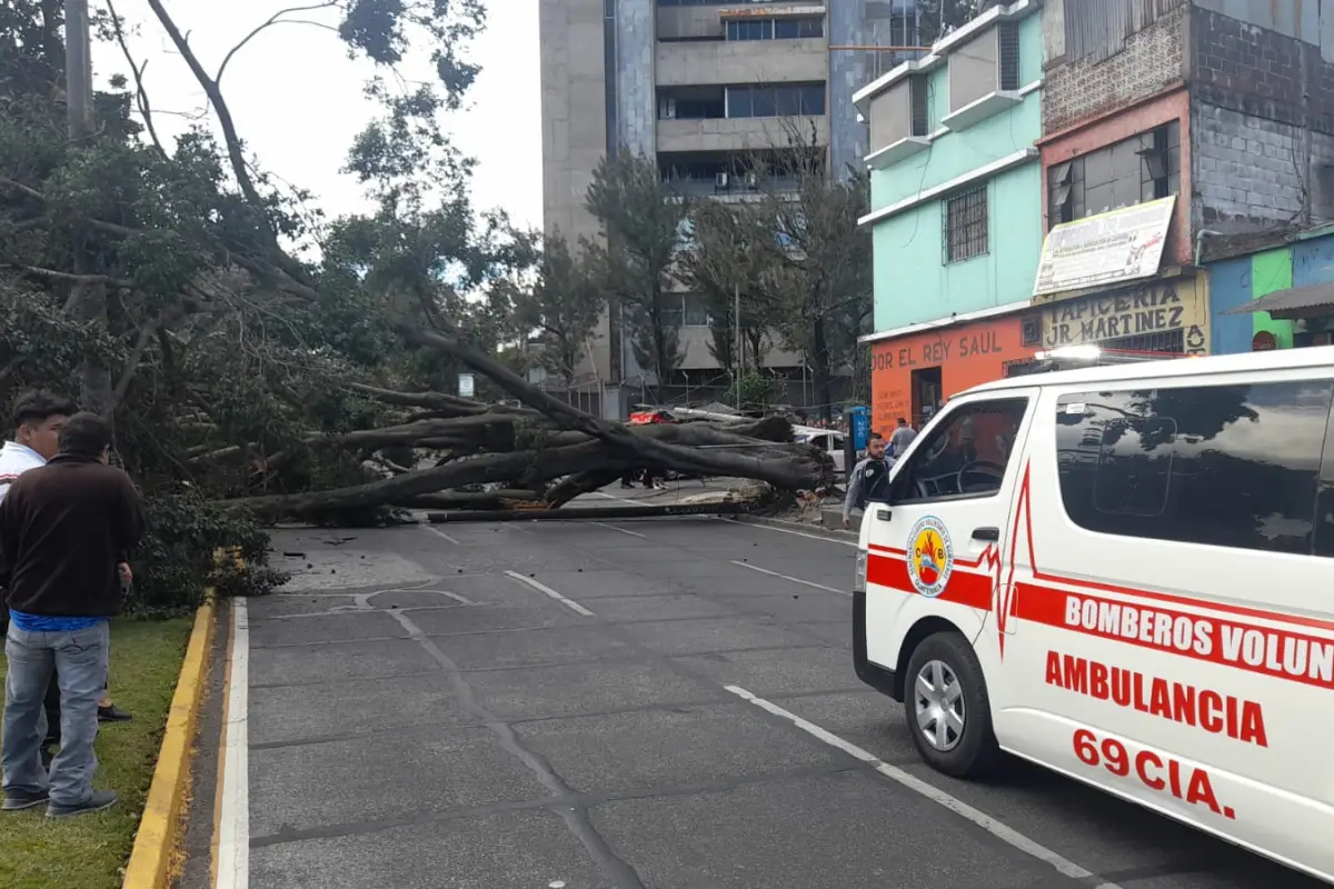 árbol-la castellana, 