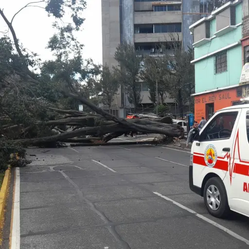 arbol-la castellana ,