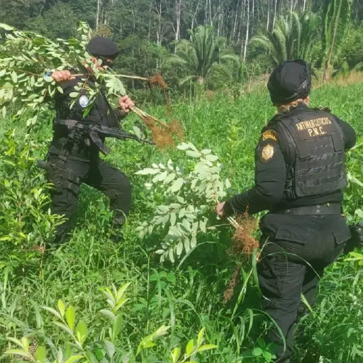 plantas coca - 12 marzo 2023 ,