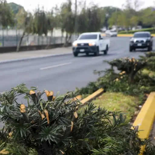 tala-arboles-zna-13 ,