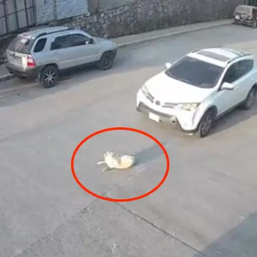 conductor mato sin piedad a una perrita ,