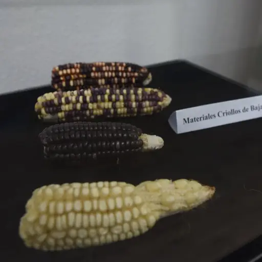 Foto: Edwin Bercián/EU