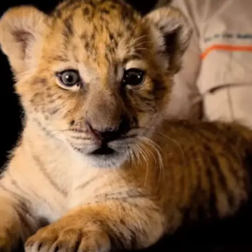 Ligresa Auto Safari Chapin