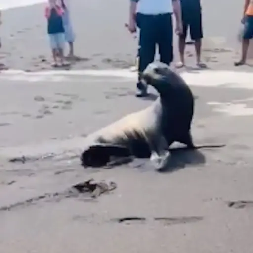 leon-marino-champerico ,