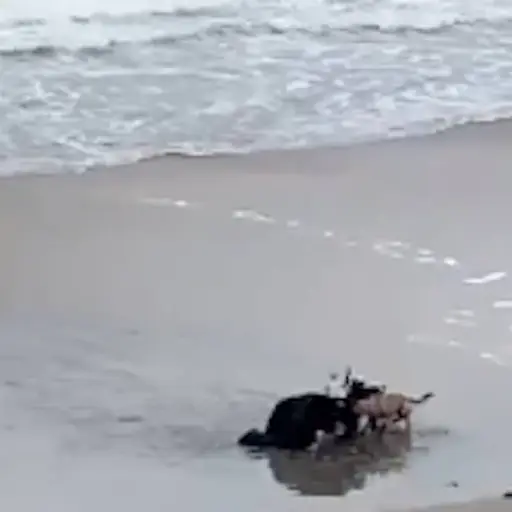 Captura de pantalla 2023-05-02 a la(s) 3.54.20 PM ,