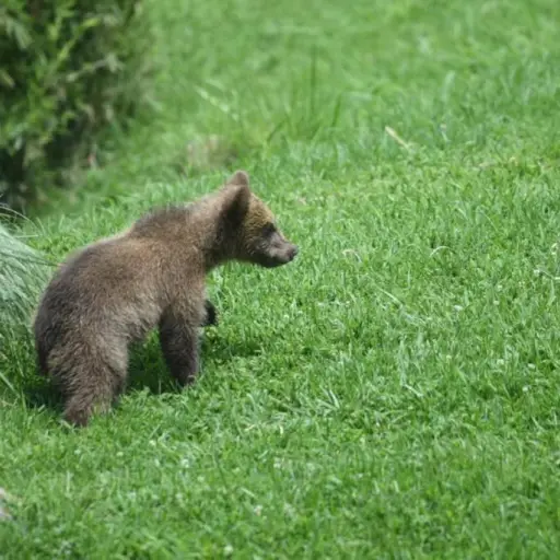 Osezna Zoológico Nacional La Aurora ,
