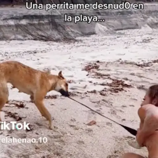 perrita-le-quita-el-bikini-a-mujer-en-la-playa ,