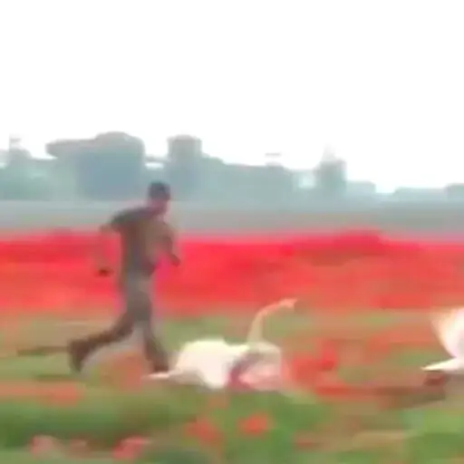 cisnes-se-intoxican-con-amapola-y-son-incapaces-de-volar ,