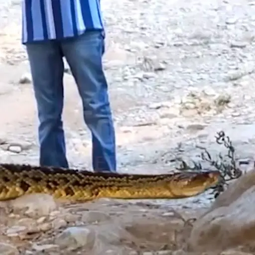 gigantesca-serpiente ,