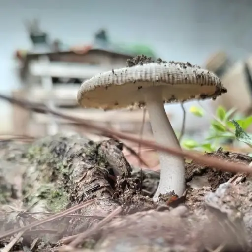 Foto: Emisoras Unidas/IG