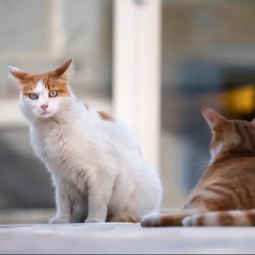 Imagen con fines ilustrativos | pixabay.com