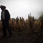Canícula reduce las lluvias y pone en alerta al sector agropecuariot