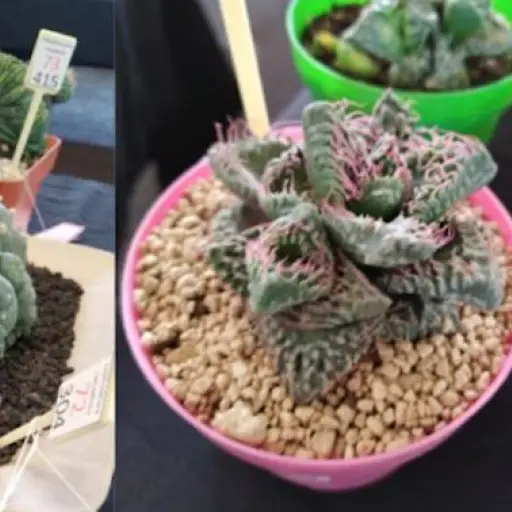 Foto: Ivonne Gordillo