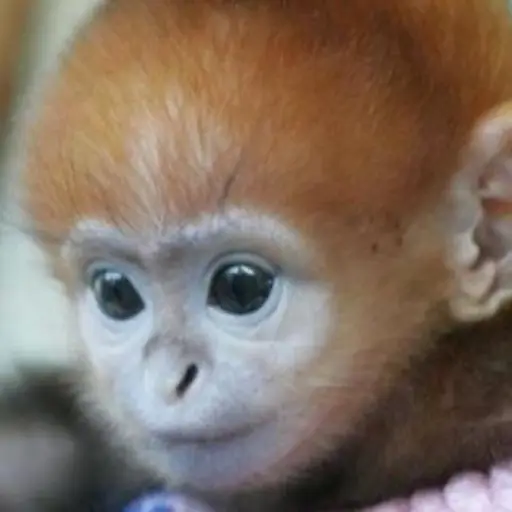 bebe-mono-provoca-caos-en-tribunal ,