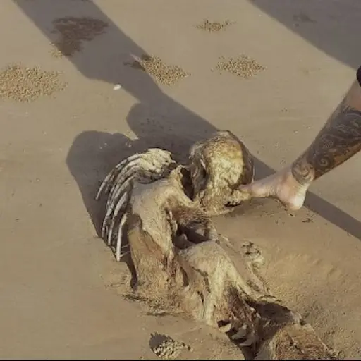 Foto: Ancient History/Facebook. 