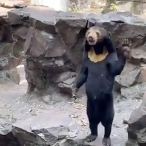 oso-o-humano-zoologico-chino ,