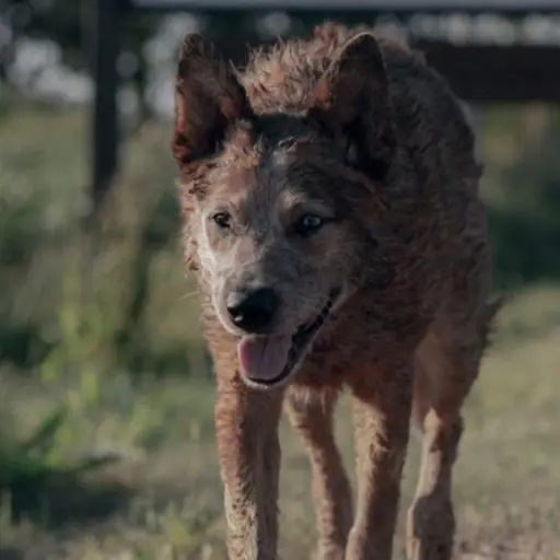 Cementerio de Animales