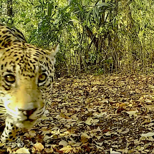 Foto: Francisco Asturias/Facebook. 