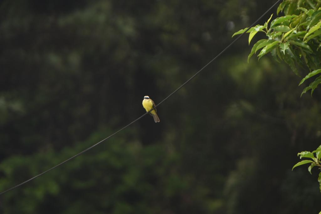 Club Observadores de Aves Urbanas - USAC 4 | 