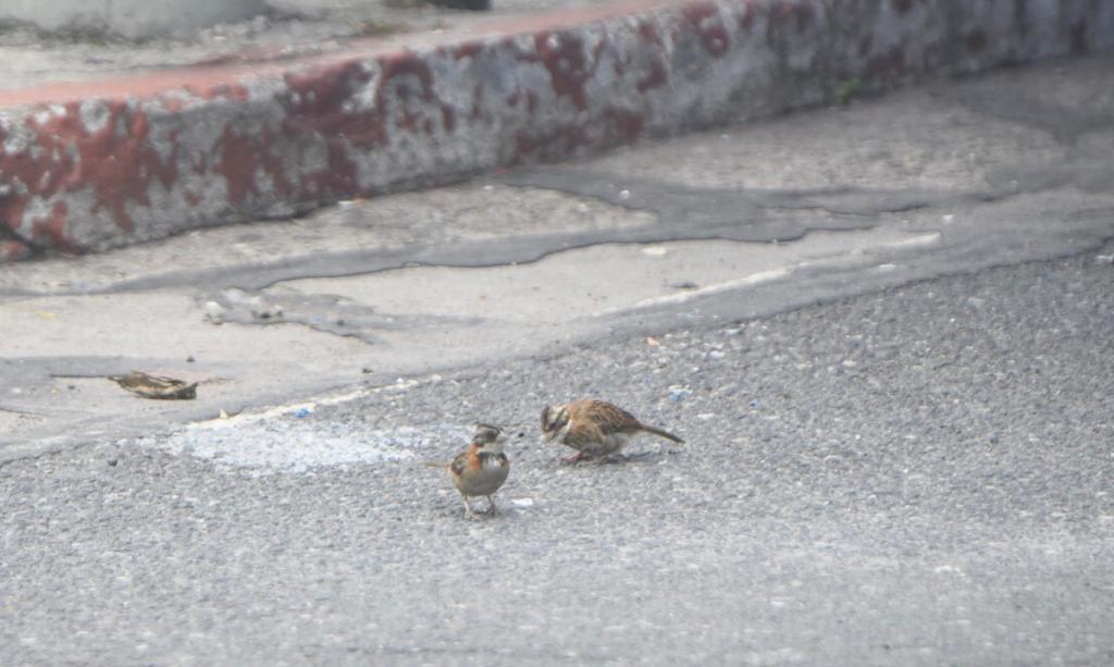 Club Observadores de Aves Urbanas - USAC 2 | 