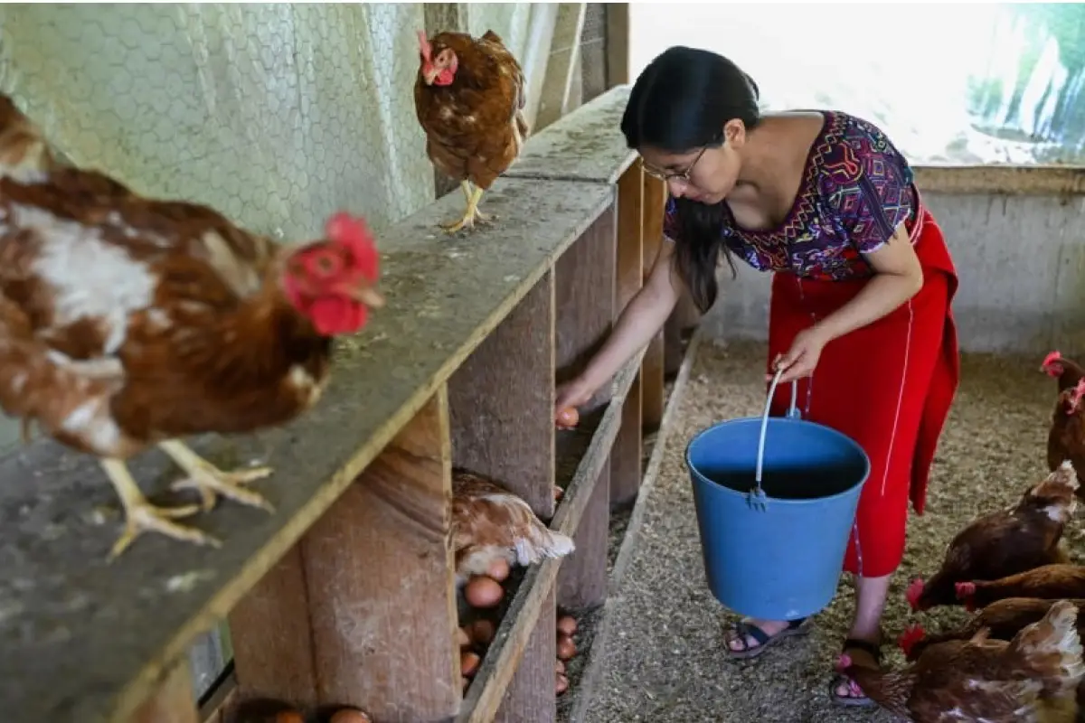 Rebeca Perez recoge los huevos de gallina que luego venderá en el mercado en Santa María Nebaj, Quiché. Foto: AFP