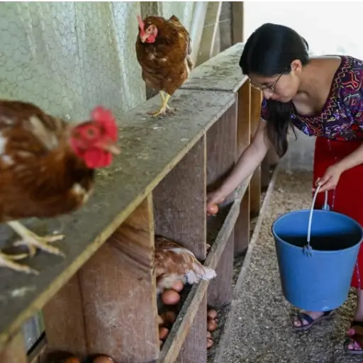Rebeca Perez recoge los huevos de gallina que luego venderá en el mercado en Santa María Nebaj, Quiché. Foto: AFP