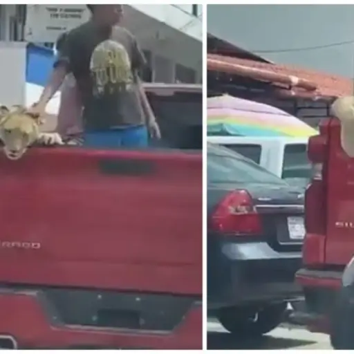 leon-paseando-en-picop ,